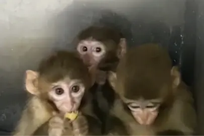 Bursa’da üç makak maymunu koruma altında