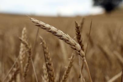 Destek ödemeleri çiftçilerin hesaplarına yatırılmaya başladı