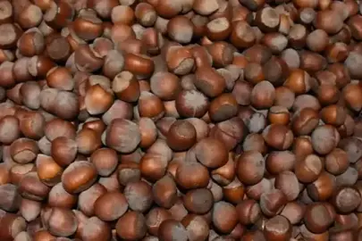 Fındık kabuğu aktif karbona dönüşerek birçok sektöre ham madde olacak