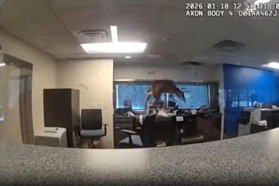 Geyik banka camından içeri daldı: alarm çaldı