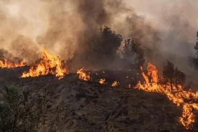 Güney Afrika'da orman yangınlarında 100 bin hektarlık alan zarar gördü