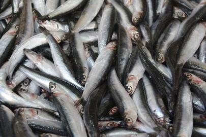 Hamsi 2025'da palamudun tahtına oturdu