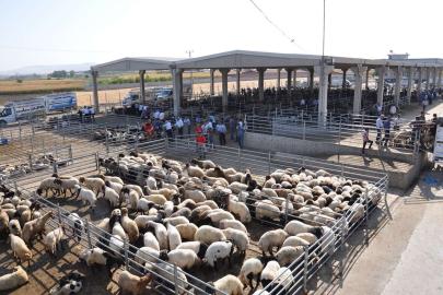 Hayvancılık destekleme listeleri askıya çıkarılıyor