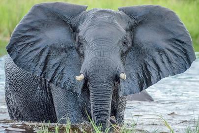 Hindistan'da 17 kişiyi öldüren fil aranıyor: 'Geceleri saldırıyor'