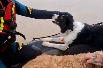 İspanya'da selde mahsur kalan kedi ve köpekler kurtarıldı