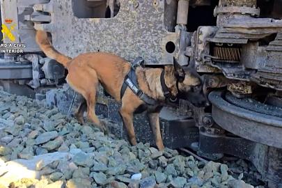 İspanya'daki tren kazası: Delil toplamak için köpek ekipleri sevk edildi