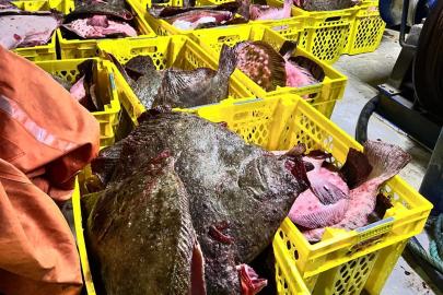 İstanbul'da yasak avlanan tekneye ceza