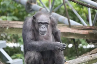 Japonya'da dehasıyla tanınan şempanze Ai, 49 yaşında öldü