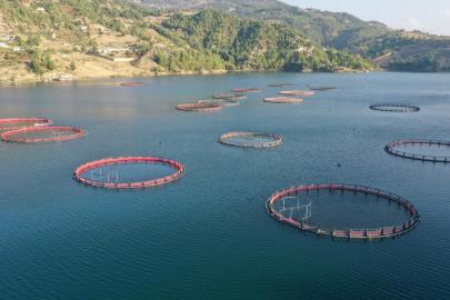 Karadenizin su ürünleri ihracatı 36 ülkeye ulaştı