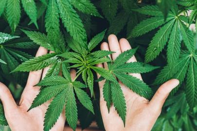 Kenevir yetiştiriciliğinde yeni dönem