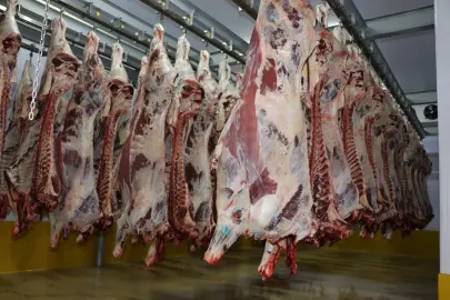 Kocaeli Mezbahası’nda 6 bin 29 kesim yapıldı