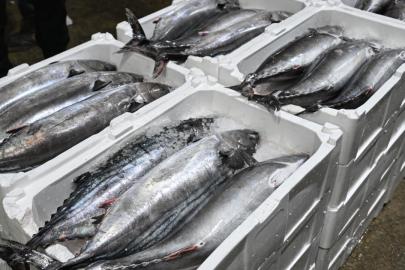 Marmara Denizi'nde torik bolluğu