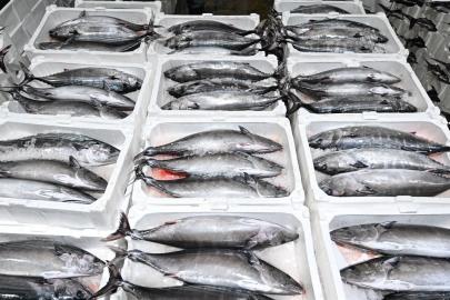 Marmara’da torik bereketi: Tekirdağlı balıkçılar yeniden denizde