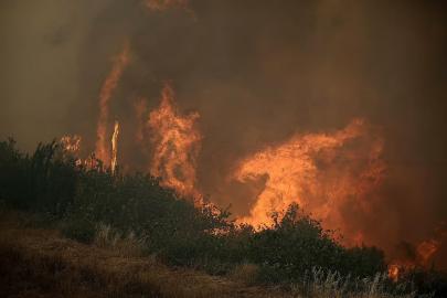 Şili'de orman yangınları: 15 ölü