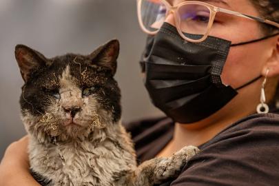 Şili’de yangından kurtarılan hayvanlar mobil klinikte tedavi ediliyor