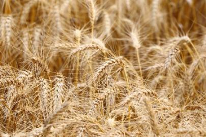 Su yetersizliği buğdayda verimi yüzde 40'a kadar düşürebilir