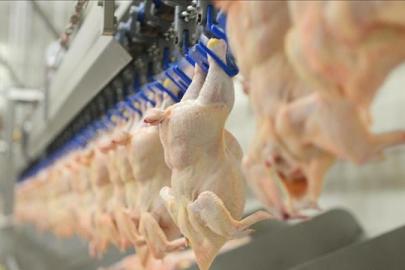 Tavuk eti üretimi kasımda yıllık bazda arttı