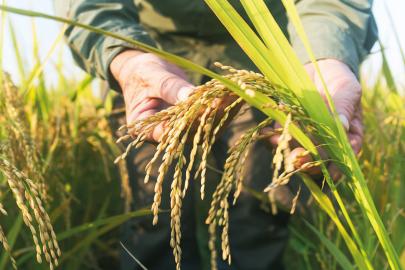 TMO çeltik alım fiyatlarını açıkladı