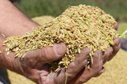 TMO, çeltik alım fiyatlarını belirledi