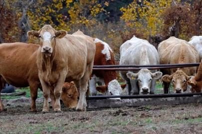 Yem sanayicileri Ramazan ayı sonuna kadar fiyatları sabit tutuyor