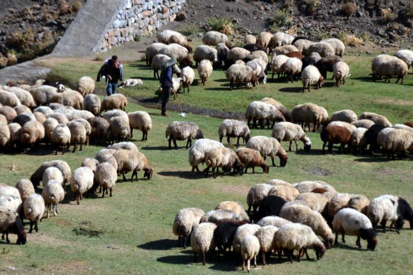 Aksaray'da küçükbaş hayvancılığa dev destek