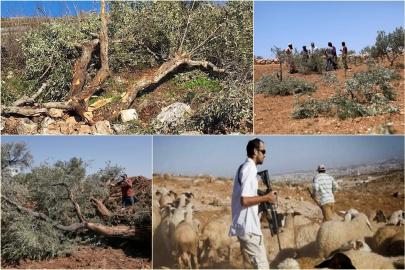 Batı Şeria'da siyonist vahşet insanlarla sınırlı kalmıyor: Hayvanlar çalındı, ağaçlar söküldü