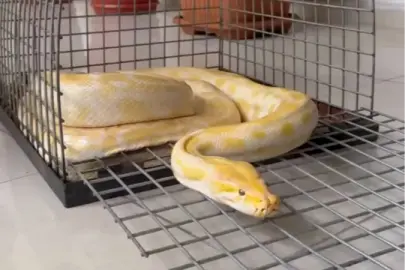 Denizli'de AVM'de sergilenen pitona el konuldu