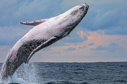 Dünya Deniz Antlaşması balina ölümlerinin önüne geçebilecek mi?