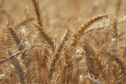 Dünya tahıl üretiminde rekor beklentisi