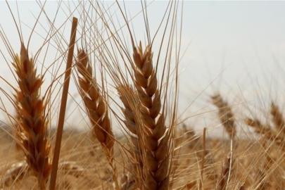 Ekmeklik ve makarnalık buğday stokları günlük satışta