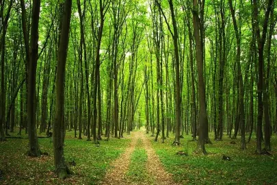 Erdoğan imzaladı… İzmir’de orman sınırı kararı!