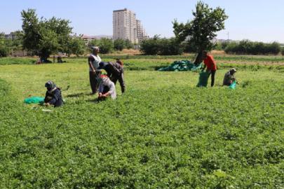 IPARDIII programında 214 projeye 1,7 milyar lira hibe