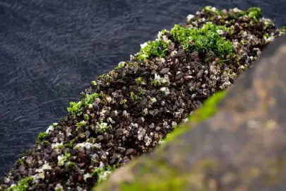 İzmir Körfezi'nde Midye Alarmı: Hepatit A ve Norovirüs Tehlikesi!