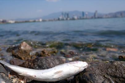 İzmir’de Midyeden Sonra Balık Krizi