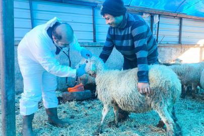 Karadeniz’in ilk hastalıktan ari koyunculuk işletmesi Giresun’da kuruldu