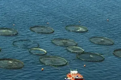 Karadeniz'in su ürünleri ihracat geliri yılın ilk ayında 28 milyon doları aştı