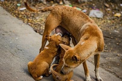 Köpeklere cinsel saldırı davasında şüpheli doktorun cezası düşürüldü