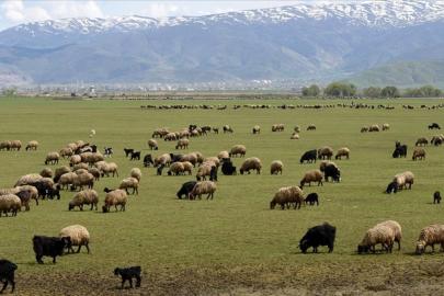 Küçükbaş hayvancılığa destek projesi: 150 bin hayvan dağıtılacak