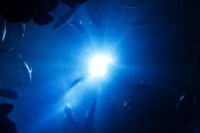 Okyanusun Alacakaranlık Kuşağı’ndaki yaşam iklim krizi nedeniyle yok olabilir