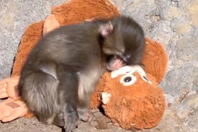 Oyuncak peluşu annesi sanan maymun dünya gündeminde