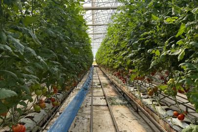 Sera OSB'de topraksız tarım dönemi başladı