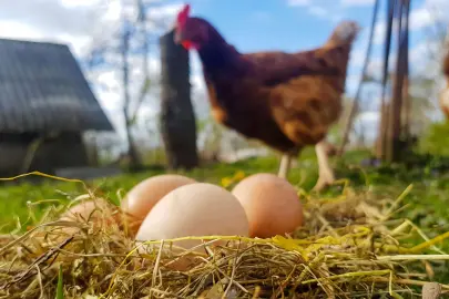 Tavuk eti ve yumurtada 'Aralık' artışı