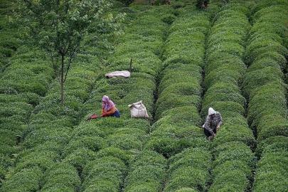 Türk çayının ihracat geliri yüzde 66'lık sıçrama gösterdi