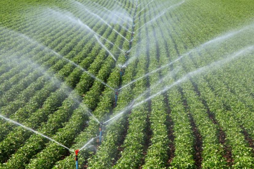 Türkiye 117 ülkeye tohum ihraç ediyor