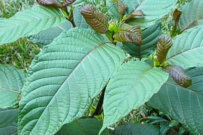 ABD'de kratom krizi: Zehir merkezlerine gelen aramalarda rekor artış