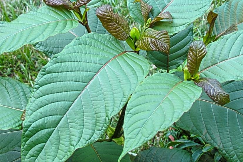 ABD'de kratom krizi: Zehir merkezlerine gelen aramalarda rekor artış