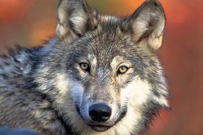 Almanya’da 30 yıl sonra ilk kez şehir merkezinde kurt saldırısı: 1 yaralı