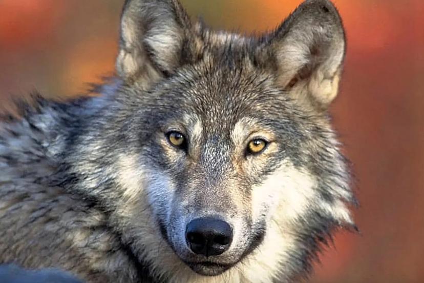 Almanya’da 30 yıl sonra ilk kez şehir merkezinde kurt saldırısı: 1 yaralı