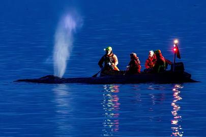 Almanya'da karaya oturan kambur balinayı kurtarma umutları azaldı