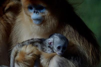 Asya dışında doğan ilk altın burunlu maymun Fransa'da görücüye çıktı